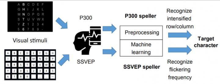 Figure 1. Workflow of a P300 speller (top path) and an SSVEP speller (bottom path).
