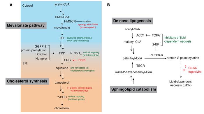Figure 2. Proposed mechanisms of oxime-containing compound lethality.