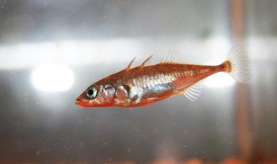 Threespined Stickleback