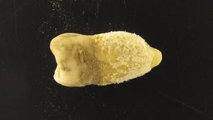 bolivia_2730_tooth