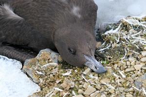 Skua carcass