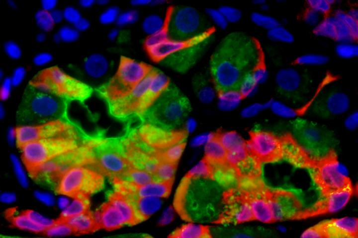 Stomach Cells