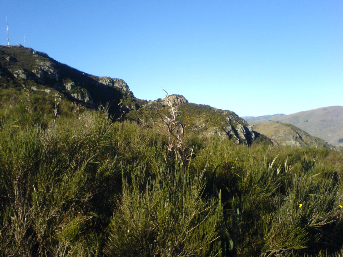 Scotch Broom
