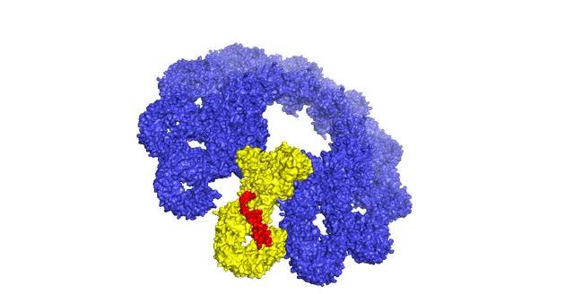 Inflammasome (1 of 2)