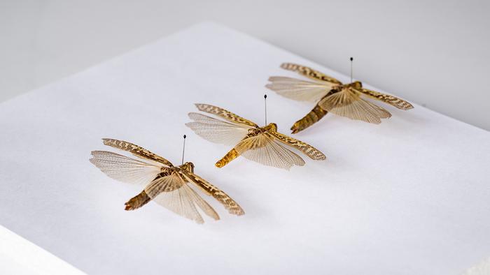 American grasshopper samples