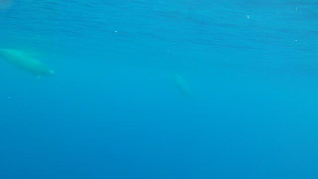 First Underwater Video of True's Beaked Whales