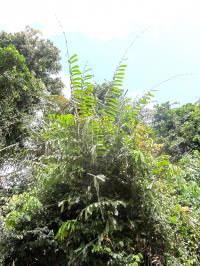 The Endangered Rattan Species, Côte d'Ivoire
