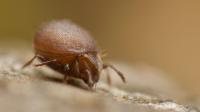 Close up of Tiny Insect