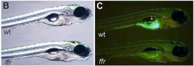 Zebrafish Larvae
