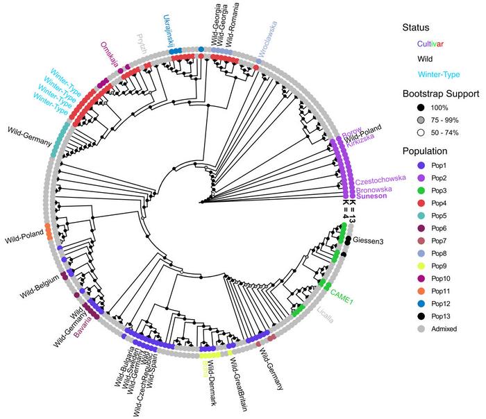 Phylogenetic tree of the 222 resequenced C. sativa lines colored by population identity when >75% identity to a single population, otherwise individuals were considered admixed and colored gray.