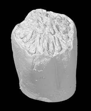 3-D Reconstruction of a 320-Million-Year-Old Fossil Showing Digestive System in Blue