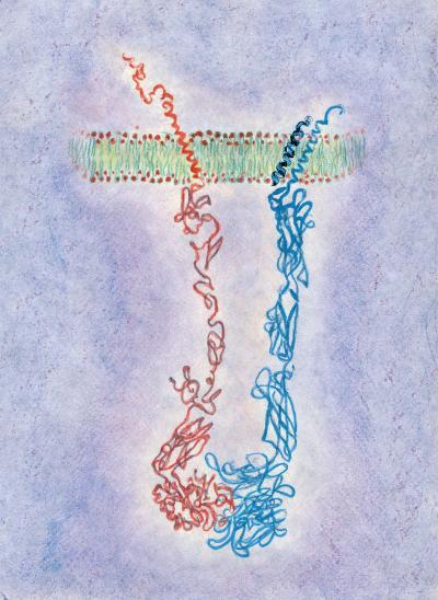 Designed to Bind