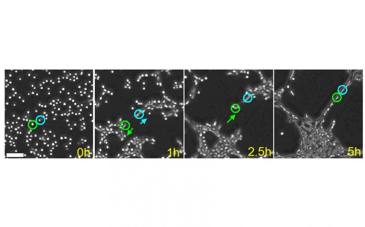 Fig.3