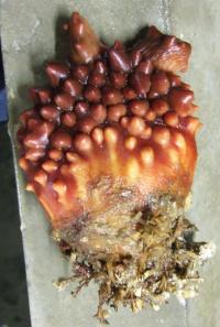 Mechanism of Successful Horizontal Gene Transfer between Divergent Organisms Explained (1 of 2)