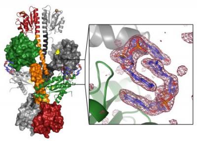 Finely Tuned WspRs Help Bacteria Beat Body by Building Biofilm