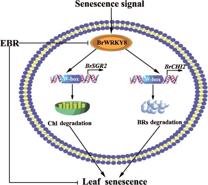 A proposed mechanism for BrWRKY8 involvement in EBR-mediated delay of leaf senescence in postharvest pakchoi during storage.