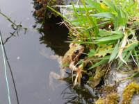 Common Frog, <i>Rana temporaria</i> (2 of 2)