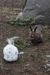 Winter Hares 1