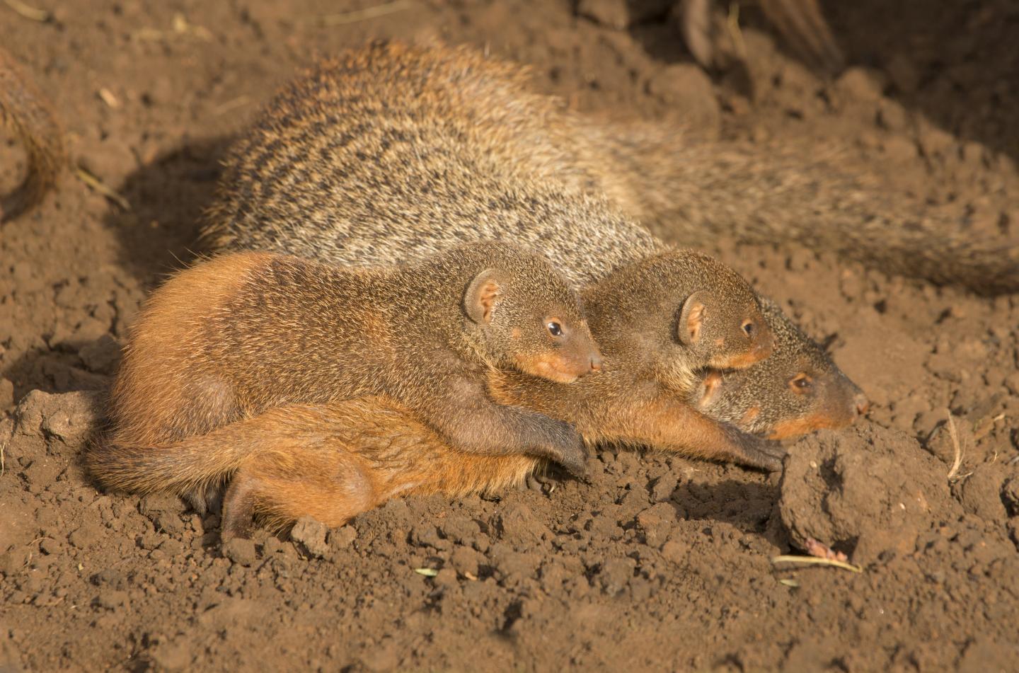 Banded Mongooses