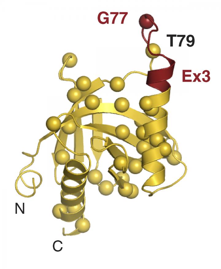 The Mdm2-binding Domain of Numb