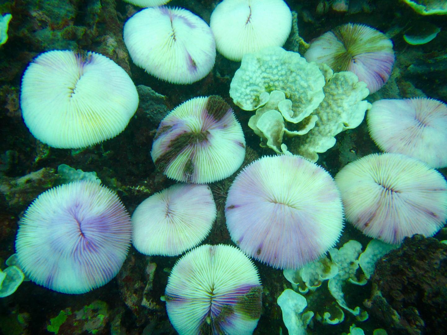 Bleached Coral