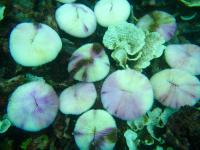 Bleached Coral