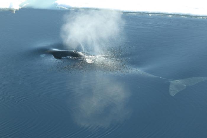 Bowhead Whales at northwest of Spitsbergen