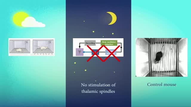 Artificially Introduced Thalamic Spindles Improve Mice Memory