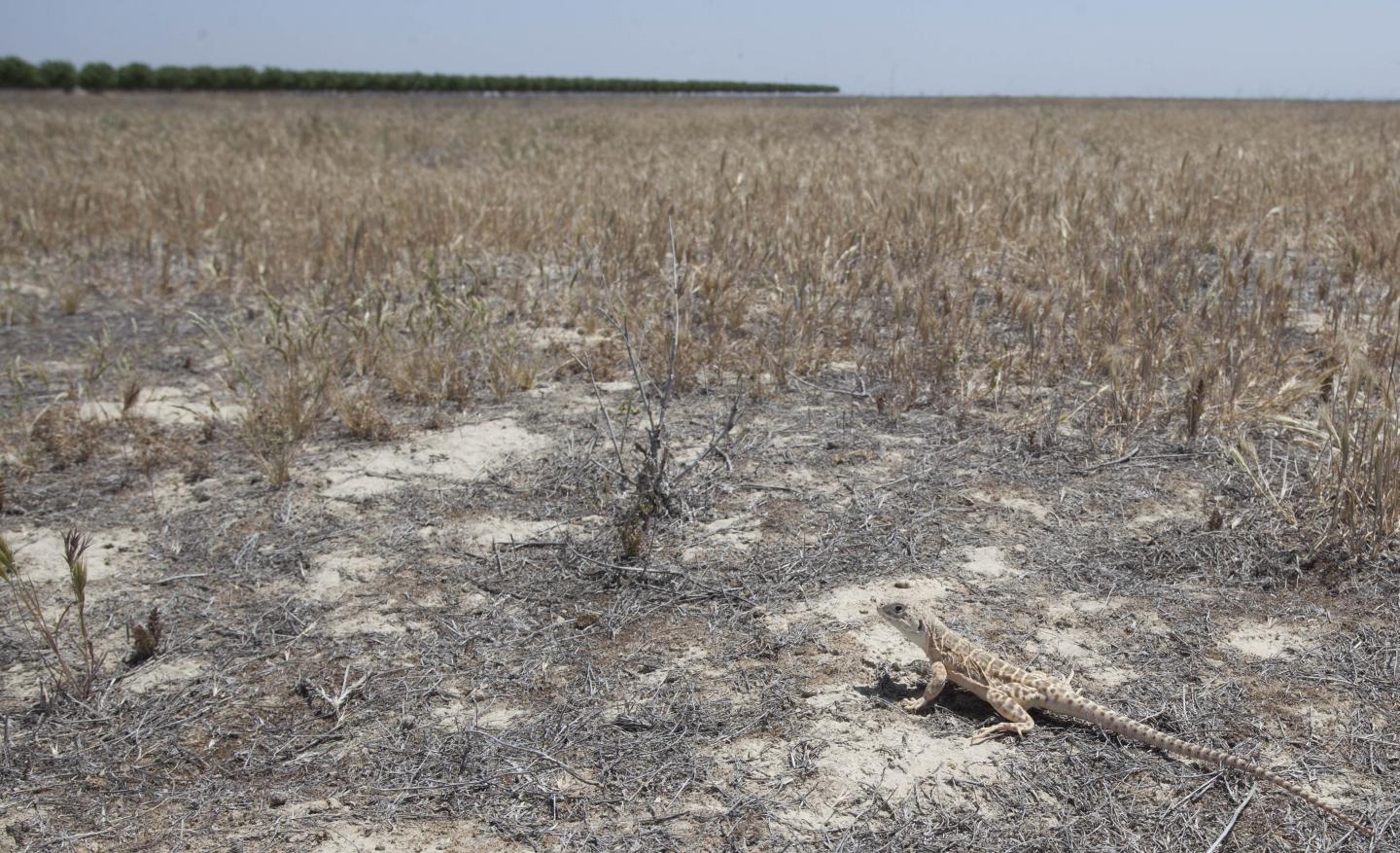 Leopard Lizard and Pistachios