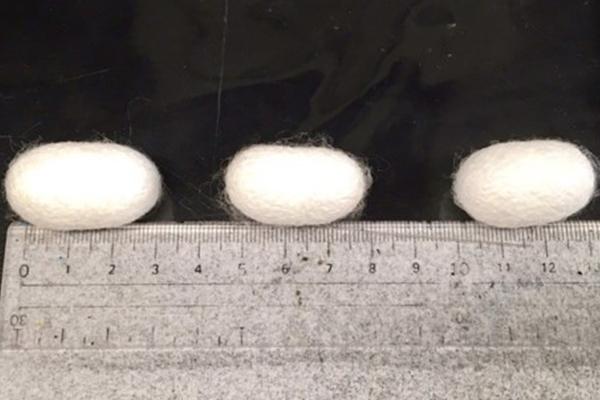 Changing the Silkworm's Diet to Spin Stronger Silk