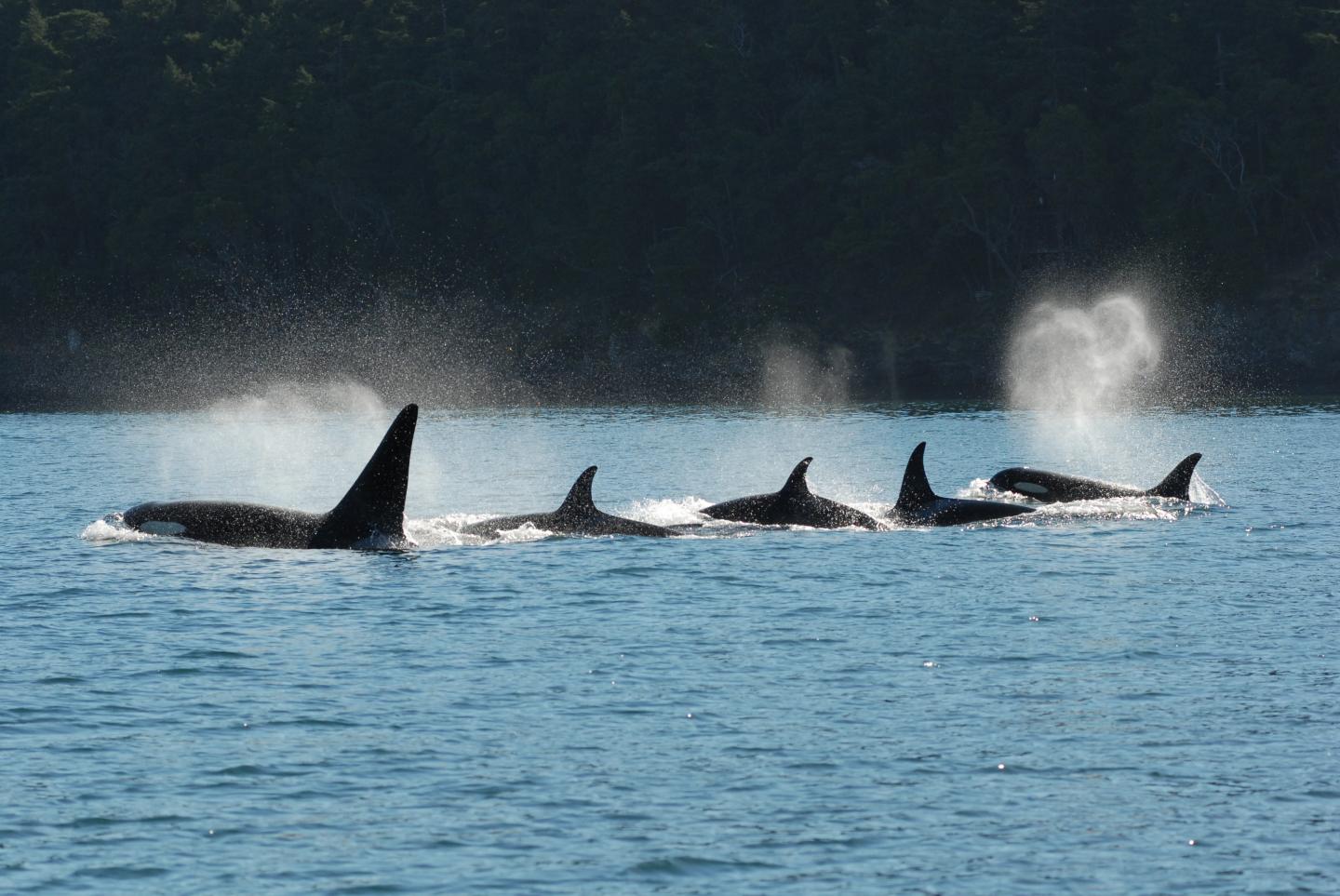 Killer Whale Pod