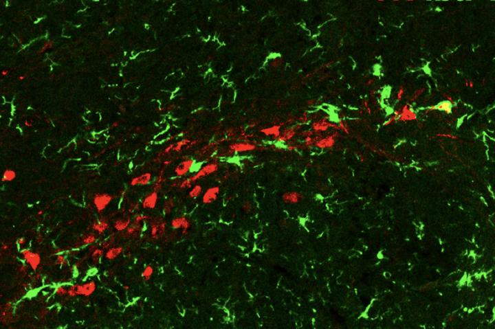 Neurons