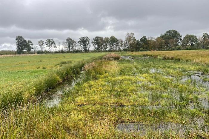 Multifunctional land use in Wietingsmoor: in the moor, the “paludiculture” approach combines the production of biomass – by cultivating plants like reeds for building materials and peat substitutes – with the preservation of peat soils.