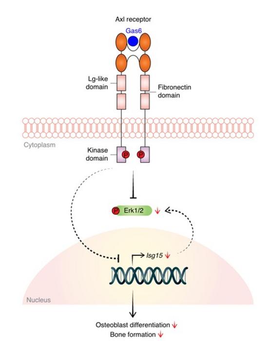 Axl–Erk1/2–Isg15 Signaling in Osteoblast Differentiation