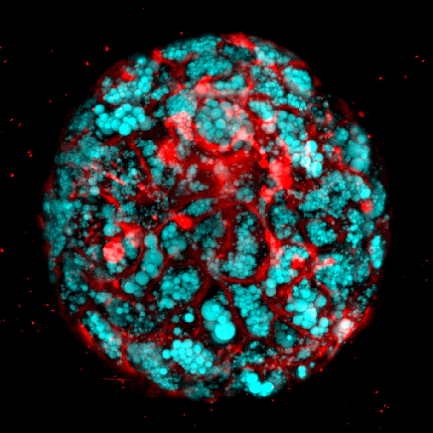 HLO Magnified