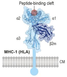 Figure 1b