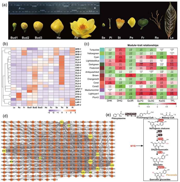 Dual-platform transcriptomic analysis identifies genes with significant correlations to the concentration of key yellow pigments in C. nitidissima petals.