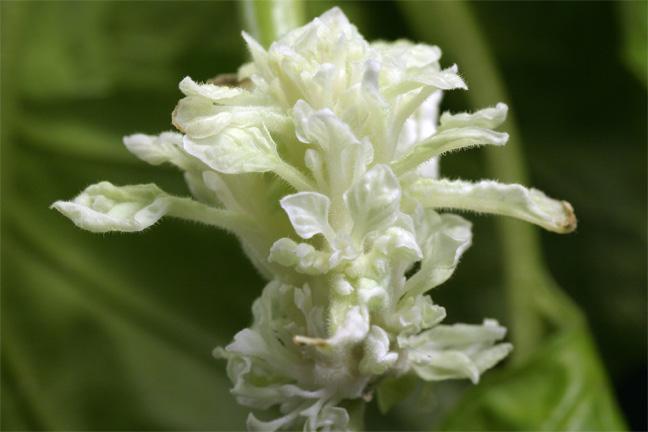 Arabidopsis thaliana