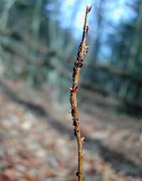 NSF, NIH Award Ecology of Infectious Disease Grants (2 of 3)