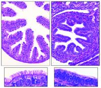 Oviduct Cilia