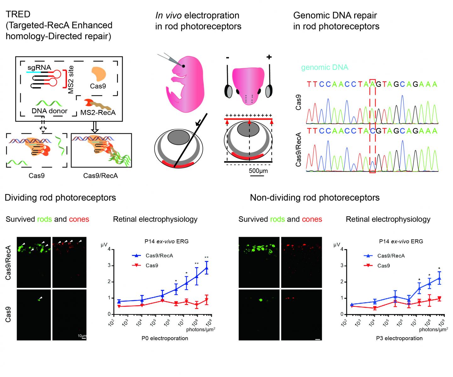 Improved Gene Editing Corrects Eye Disorder in Mice (1 of 1)