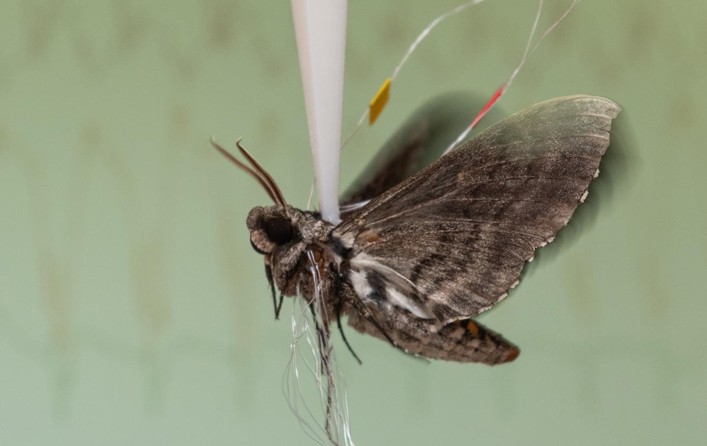 Recording Signals from Hawk Moth