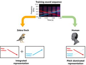 Training sound sequence