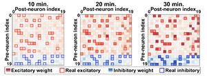 [Figure 2] Results of brain neural network analysis experiments performed by the neuromorphic System