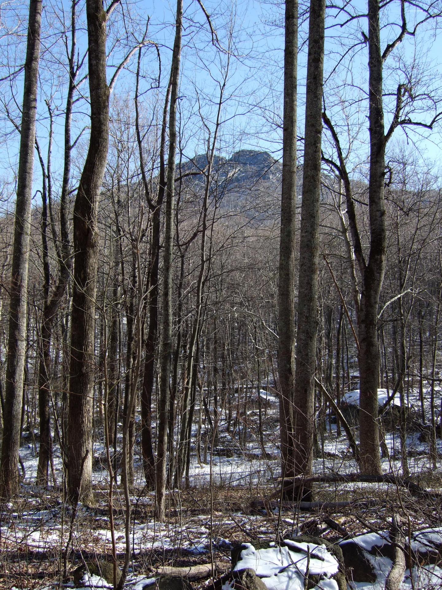 Temperate Forest in Winter