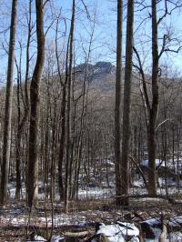 Temperate Forest in Winter