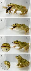 251204-Sugiura-Stings-Sequence