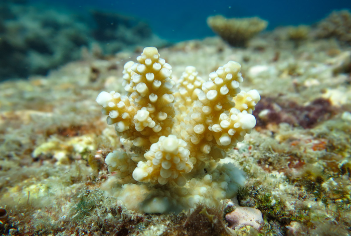 A reef in two gears as new patterns of coral recovery discovered