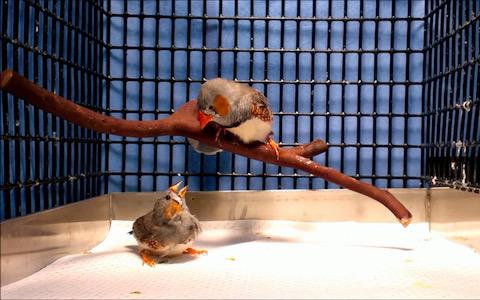 Birds-Cage