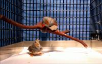 Birds-Cage